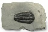 Calymene Niagarensis Trilobite Fossil - New York #270244-1